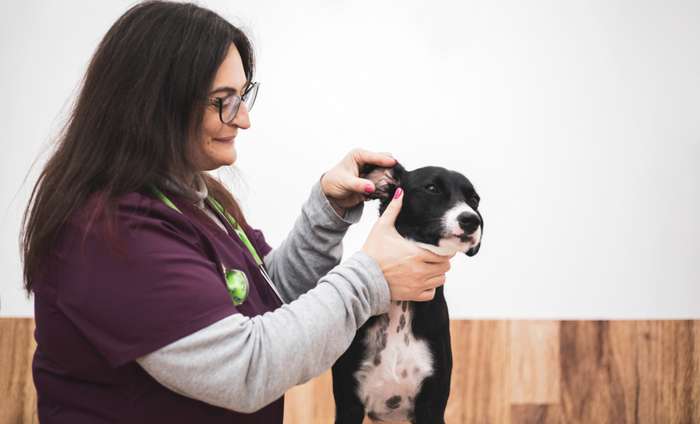 Nachdem der Tierarzt festgestellt hat, welche Art von Schmutz sich im Gehörgang abgelagert hat und wie sich die Hundeohren am besten reinigen lassen, sollten Sie diese Pflegemaßnahme selbst regelmäßig durchführen.  ( Foto: Shutterstock - Yistocking )