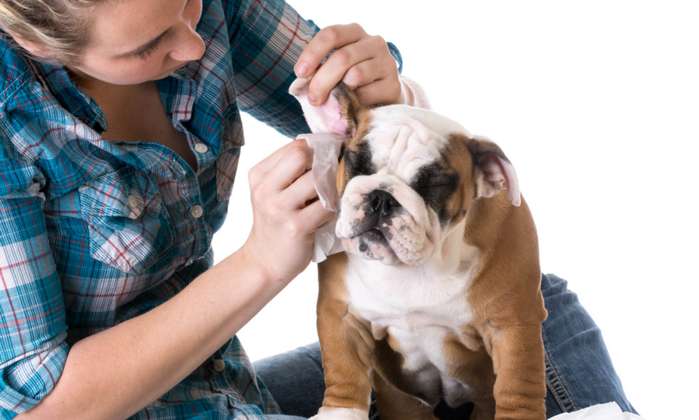 Es wird dringend davon abgeraten, beim Hund die Ohren zu reinigen mit irgendwelchen Hausmitteln. Hundeohren sind sensibel. ( Foto:  Adobe Stock -  Willee Cole_)