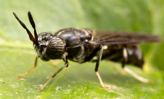 Die Proteine, die über Insektenfutter dem Hund zugeführt werden, sind in hoher Dichte vorhanden. ( Foto: Adobe Stock - gordzam )