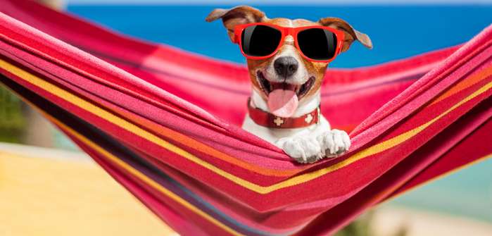 Reiseapotheke für den Hund: Das darf im Urlaub auf keinen Fall fehlen ( Foto: Adobe Stock - Javier brosch )