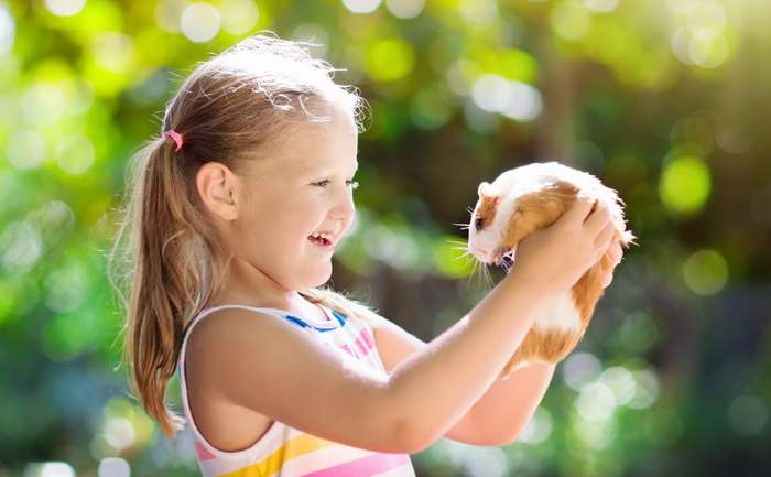 Auch Meerschweinchen sind keine klassischen Kuscheltiere. Doch wer Haustiere im Zuhause halten möchte, ist mit Meerschweinchen gut beraten. ( Foto: Shutterstock - FamVeld ) 