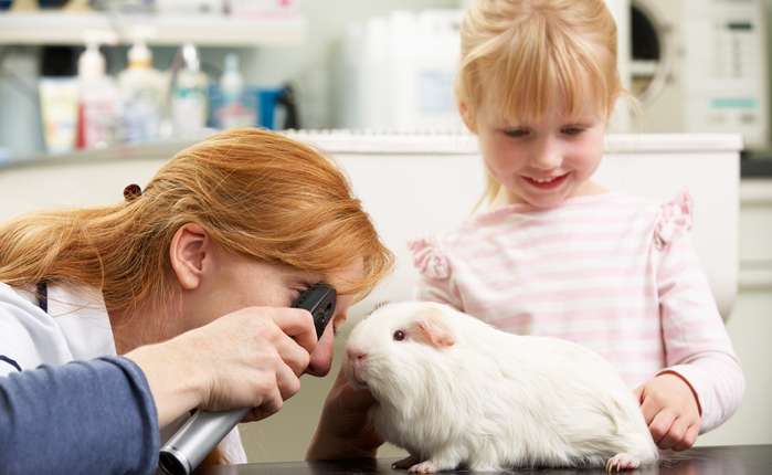 Ein Haustier kostet Geld und wer beispielsweise damit rechnen muss, seinen Arbeitsplatz in naher Zukunft zu verlieren, sollte die Anschaffung eines Tieres gut überdenken. Auch für ein Meerschweinchen können bei einem Besuch beim Tierarzt rasch 100 Euro pro Behandlung zusammenkommen! ( Foto: Shutterstock - Monkey Business Images )