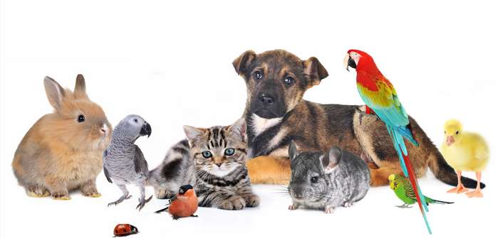 Haustiere im Zuhause halten: Diese Tiere bereichern das Familienleben ( Foto: Shutterstock - Denis Tabler )