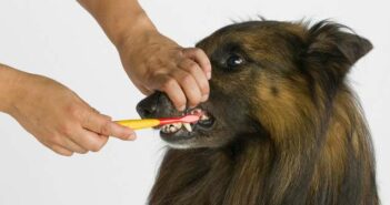 Hund Zähne putzen ist wichtig für seine Gesundheit ( Foto: Adobe Stock - EHammerschmid )