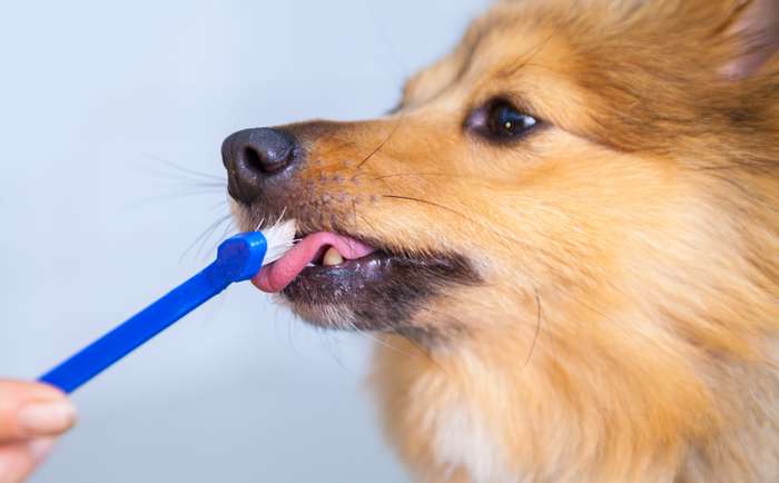 Das Training und auch die Zahnpflege sollten immer in einer ruhigen Umgebung stattfinden, in der der Hund nicht durch andere Dinge abgelenkt wird. Zeitnot und Ungeduld verursachen Stress und verhindern eine erfolgreiche Zahnpflege. ( Foto: Adobe Stock - filmbildfabrik )
