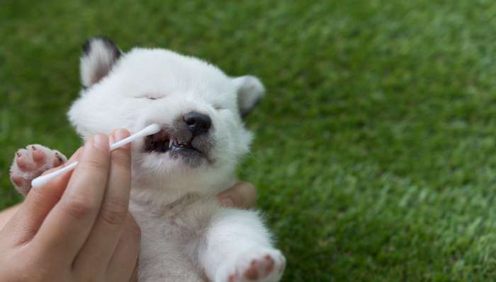 Die regelmäßige Zahnpflege von Hunden ist genauso wichtig, wie die Mundhygiene bei Menschen. ( Foto: Adobe Stock -  frank29052515 )