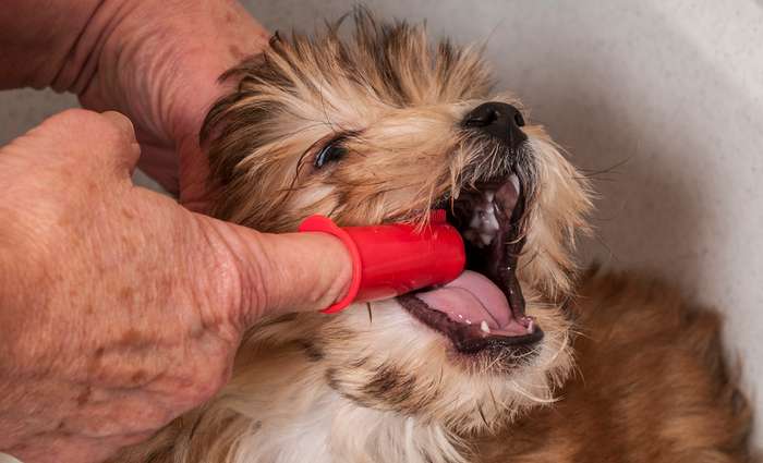 In der Mundhöhle des Hundes befinden sich verschiedene Bakterien. Während des Fressens bleiben Futterreste zwischen den Zähnen hängen. ( Foto: Adobe Stock - Jim Vallee )