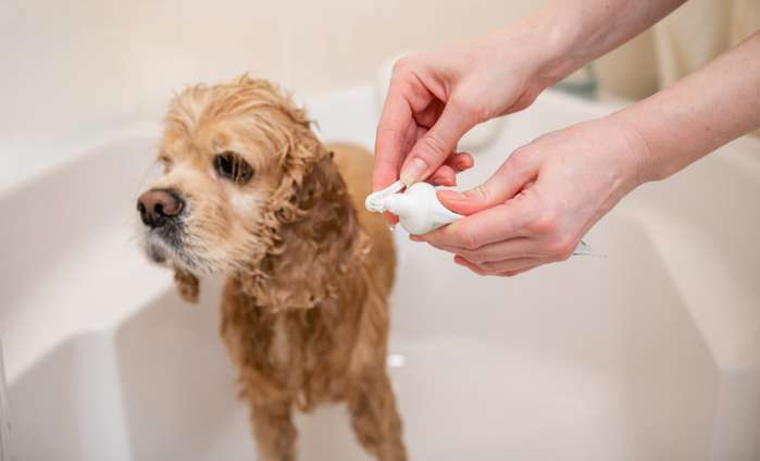 Zahnpasta für Menschen schmeckt für Hunde unangenehm und scharf. Die Vierbeiner bevorzugen einen milden Geschmack, wenn möglich nach Fleisch, Fisch oder Käse. ( Foto: Adobe Stock -  o_lypa ) 