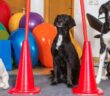 Kosten für eine Hundeschule sind ebenso wichtig wie die Trainingsmethoden ( Foto: Adobe Stock - Martin Schlecht )