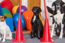 Kosten für eine Hundeschule sind ebenso wichtig wie die Trainingsmethoden ( Foto: Adobe Stock - Martin Schlecht )