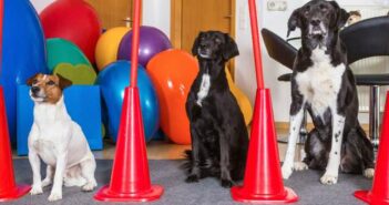 Kosten für eine Hundeschule sind ebenso wichtig wie die Trainingsmethoden ( Foto: Adobe Stock - Martin Schlecht )