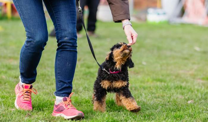 Hat der Welpe Probleme, weil er ängstlich ist, oder keine Stiegen steigen möchte, benötigt der kleine Hund Einzelstunden.  ( Foto: Adobe Stock - Christian Müller ) 