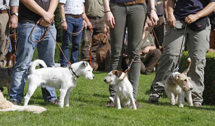 Das Hundetraining beschränkt sich nicht nur auf Basiskurse für die Erziehung. Viele Hundeschulen bieten zusätzlich Nasenarbeit, Clicker-Training, Longieren, Mantrailing, Obedience, Flyball, Hundesport, Beschäftigungskurse, Agility und Themen-Spaziergänge an.  ( Foto: Adobe Stock - Antje Lindert-Rottke )