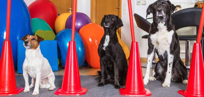 Kosten für eine Hundeschule sind ebenso wichtig wie die Trainingsmethoden ( Foto: Adobe Stock - Martin Schlecht )