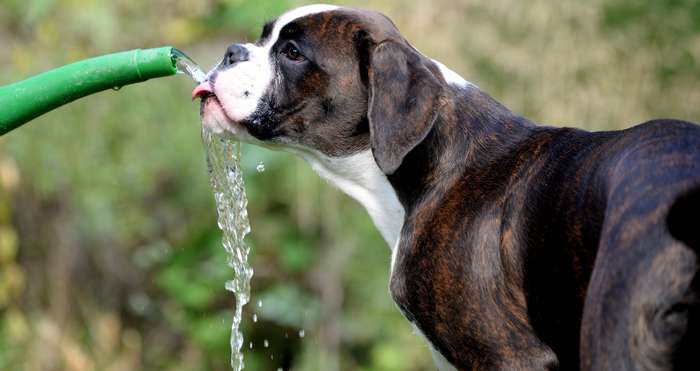 Die Wasserwerke geben jährlich Informationen zu ihrem Leitungswasser heraus.( Foto: Adobe Stock - Grubärin_) 