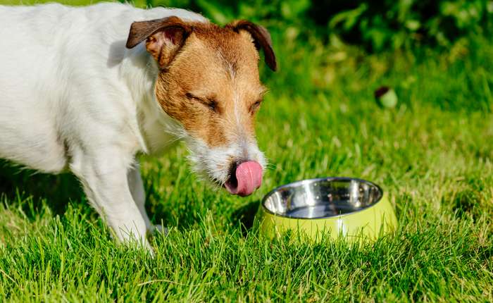 Hunde trinken unterschiedlich viel, wobei die genaue Trinkmenge am individuellen Bedarf orientiert ist. ( Foto: Adobe Stock -   alexei_tm  )