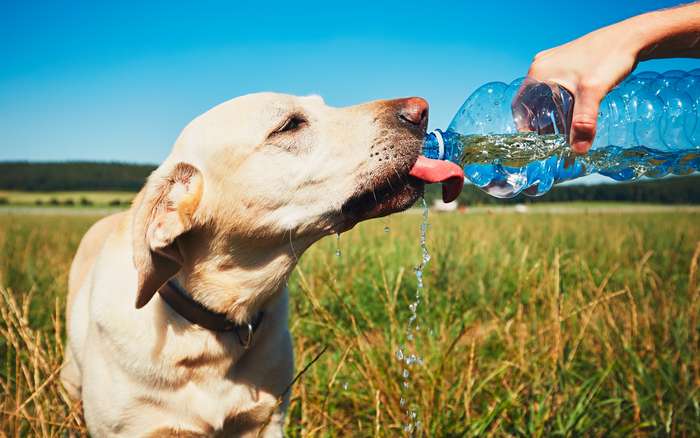 Dass Mineralwasser mit Kohlensäure ungeeignet ist, sollte außer Frage stehen, auch wenn viele Tiere es gern trinken.  ( Foto: Adobe Stock -  Chalabala )