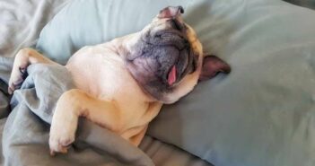 Wie lange schlafen Hunde normalerweise? ( Foto: Adobe Stock - fongleon356 )