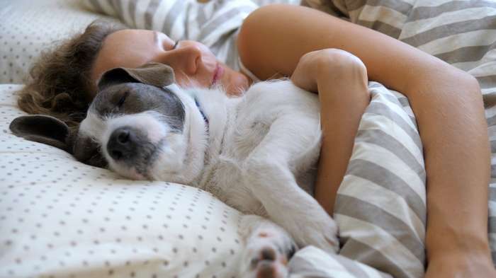 Der Tiefschlaf dauert bei Hunden fast genauso wie bei Menschen etwa sieben bis acht Stunden am Tag. ( Foto: Adobe Stock - TOCK  di_media )