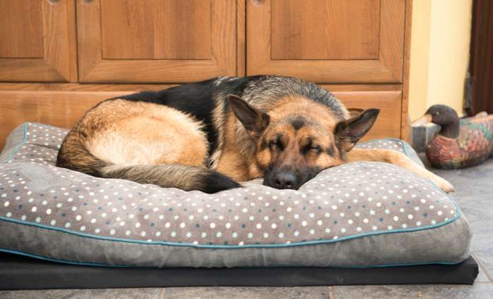 Die Frage ist: Wie lange schläft ein Hund? Das bisher beschriebene gilt in erster Linie für erwachsene Tiere. ( Foto: Adobe Stock - stephm2506 )