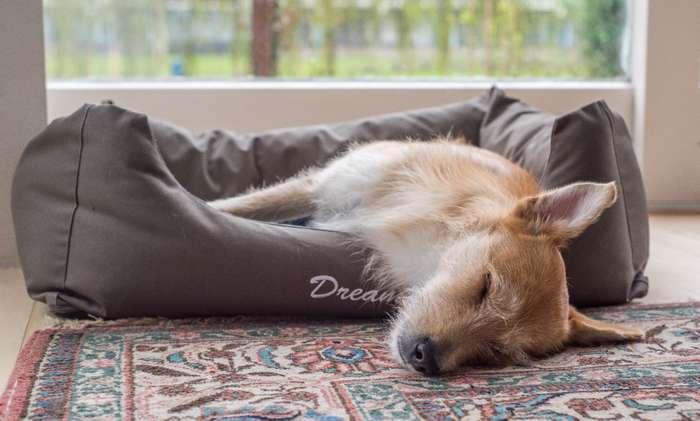Neben dem Schlafen und dem Dösen gibt es bei Hunden noch einen dritten Zustand. ( Foto: Adobe Stock -  Sandor Gora )
