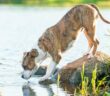 Hund trinkt viel Wasser. Warum hat er so großen Durst? ( Foto: Adobe Stock - Rita Kochmarjova )