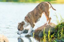 Hund trinkt viel Wasser. Warum hat er so großen Durst? ( Foto: Adobe Stock - Rita Kochmarjova )