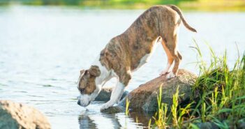 Hund trinkt viel Wasser. Warum hat er so großen Durst? ( Foto: Adobe Stock - Rita Kochmarjova )