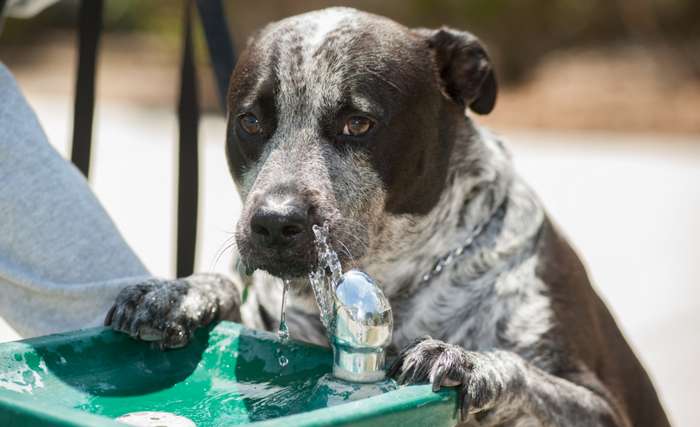 Können äußere Umstände wie Hitze, Anstrengung oder Trockenfutter als Ursachen für das vermehrte Trinken ausgeschlossen werden, sollte der Hund von einem Tierarzt untersucht werden. ( Foto: Adobe Stock -  motionshooter )