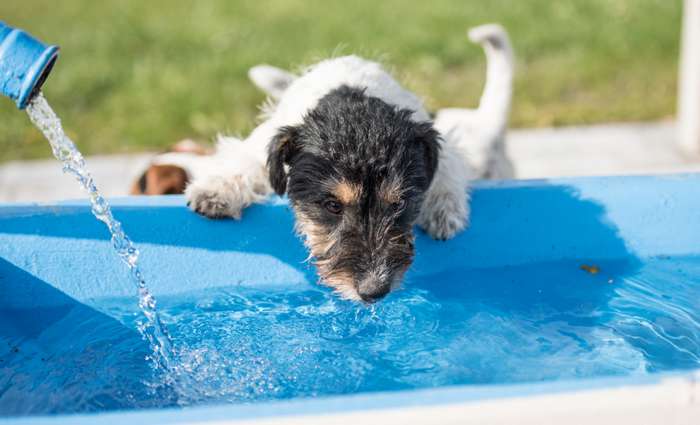 Diabetes mellitus, Zuckerkrankheit, ist eine häufige Stoffwechselstörung bei Hunden. ( Foto: Adobe Stock -  Karoline Thalhofer ) 