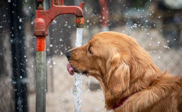 Berechnet wird die täglich benötigte Wassermenge nach dem Körpergewicht des Hundes. (  Foto: Adobe Stock - Darwin Brandis )