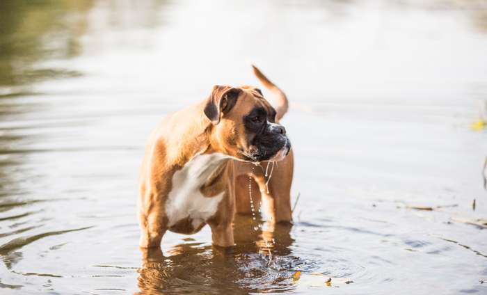 Bei Durchfall setzt der Hund breiigen oder wässrigen Kot ab. Er verliert große Mengen an Flüssigkeit. Der Hund trinkt viel Wasser, um den Flüssigkeitsverlust auszugleichen. ( Foto: Adobe Stock -  Ines Meier )