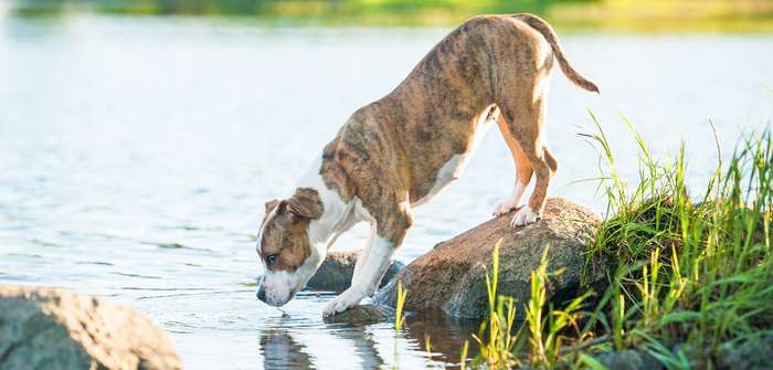 Hund trinkt viel Wasser. Warum hat er so großen Durst? ( Foto: Adobe Stock - Rita Kochmarjova )