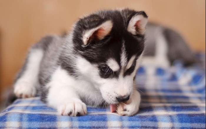 Sobald es um Pfoten Krankheiten bei Hunden geht, tritt meistens ein starker Juckreiz auf. ( Foto: Adobe Stock - Tatiana )