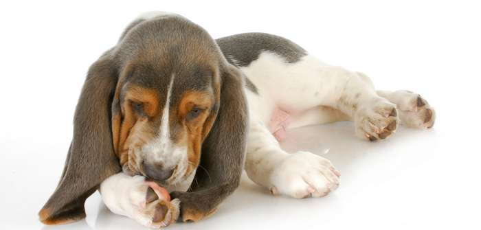 Häufige Pfoten Krankheiten der Hunde ( Foto: Adobe Stock - Willee Cole_)