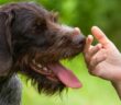 Nur gucken, nicht anfassen: Der Knigge zum Streicheln fremder Hunde (Foto: Adobe Stock-rodimovpavel)