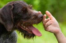 Nur gucken, nicht anfassen: Der Knigge zum Streicheln fremder Hunde (Foto: Adobe Stock-rodimovpavel)