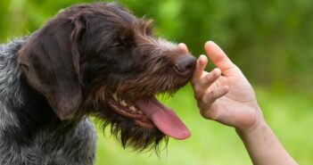 Nur gucken, nicht anfassen: Der Knigge zum Streicheln fremder Hunde (Foto: Adobe Stock-rodimovpavel)