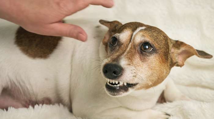 Das Wissen um die Verhaltensweisen in verschiedenen Situationen kann bei der Einschätzung helfen, ob sich ein Hund streicheln lassen möchte oder nicht. (Foto: Adobe Stock-Bonsales)