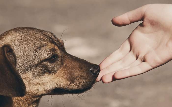 Hundebesitzer werden oft mit Tierfreunden konfrontiert, die den eigenen Hund unbedingt streicheln wollen. (Foto: Adobe Stock-kosobu) 