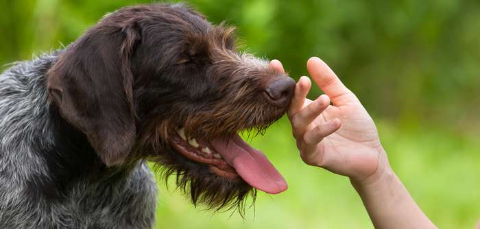 Nur gucken, nicht anfassen: Der Knigge zum Streicheln fremder Hunde (Foto: Adobe Stock-rodimovpavel)