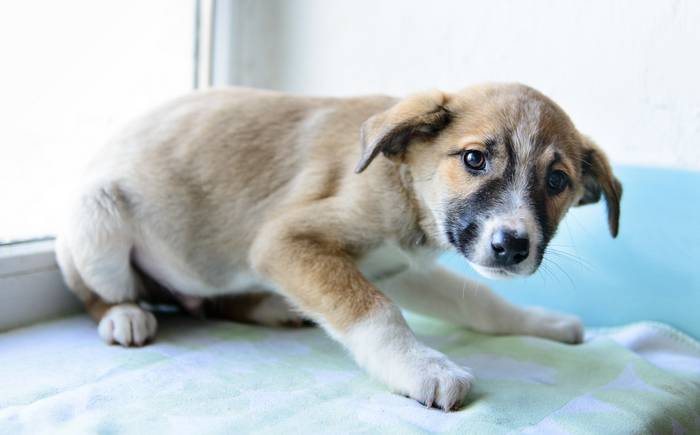 Beobachten Sie Ihren Hund genau. (Foto: Adobe Stock- inna_astakhova )