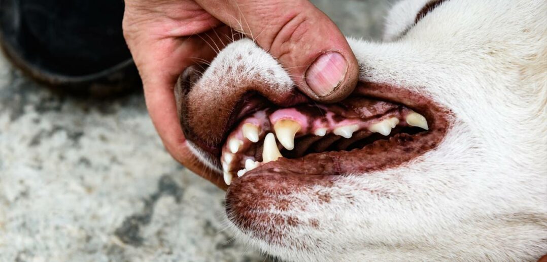 Wie sieht gesundes Zahnfleisch beim Hund aus? (Foto: Adobe Stock-Natallia)