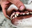 Wie sieht gesundes Zahnfleisch beim Hund aus? (Foto: Adobe Stock-Natallia)