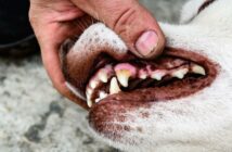 Wie sieht gesundes Zahnfleisch beim Hund aus? (Foto: Adobe Stock-Natallia)