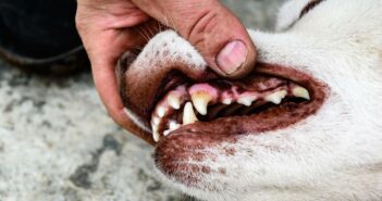 Wie sieht gesundes Zahnfleisch beim Hund aus? (Foto: Adobe Stock-Natallia)