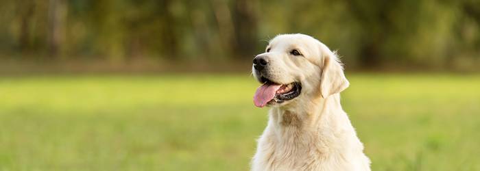 Der Golden Retriever hat gerne anspruchsvollen Auslauf (Foto: AdobeStock - SasaStock)