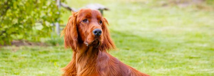 Setterhunde sind dankbar für längere Runden und Abwechslung (Foto: AdobeStock - rebius)