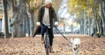 Wie viele Kilometer kann ein Hund am Fahrrad laufen? (Foto: AdobeStock - nenetus)