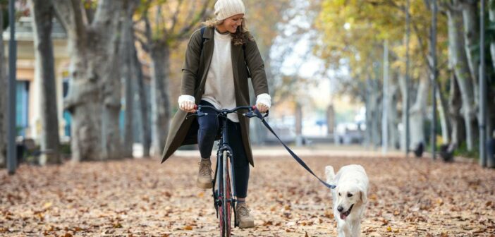 Wie viele Kilometer kann ein Hund am Fahrrad laufen? (Foto: AdobeStock - nenetus)